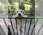 Small Great Pyrenees Mix