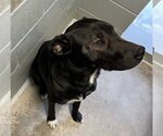 Small #4 Labrador Retriever-Mountain Cur Mix