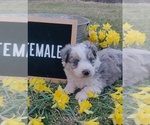 Small Photo #2 Aussiedoodle Miniature  Puppy For Sale in COUCH, MO, USA
