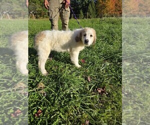 Great Pyrenees Puppy for sale in THOMPSON, OH, USA