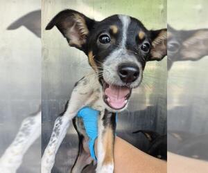 Mutt Dogs for adoption in San Antonio, TX, USA
