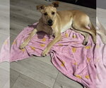 Small #3 Labrador Retriever Mix
