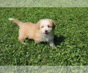 Aussie-Poo Puppy for sale in SHILOH, OH, USA