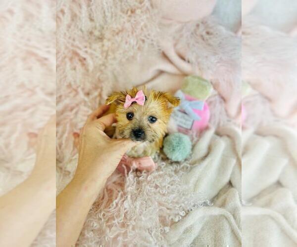 Medium Photo #9 Morkie Puppy For Sale in TAMPA, FL, USA