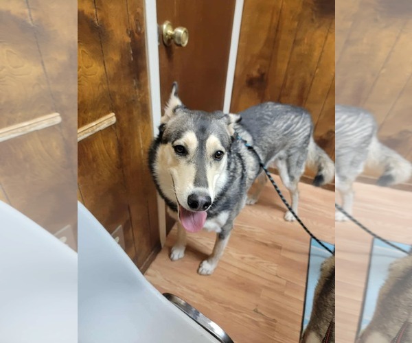 Medium Photo #4 Siberian Husky-Unknown Mix Puppy For Sale in Cedar Crest, NM, USA