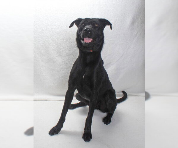 Medium Photo #3 Labrador Retriever-Unknown Mix Puppy For Sale in Burbank, CA, USA