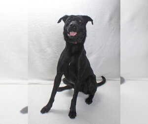 *PETUNIA - Female Labrador Retriever-Unknown Mix Dog for Adoption - Photo #3