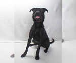 Small #2 Labrador Retriever Mix