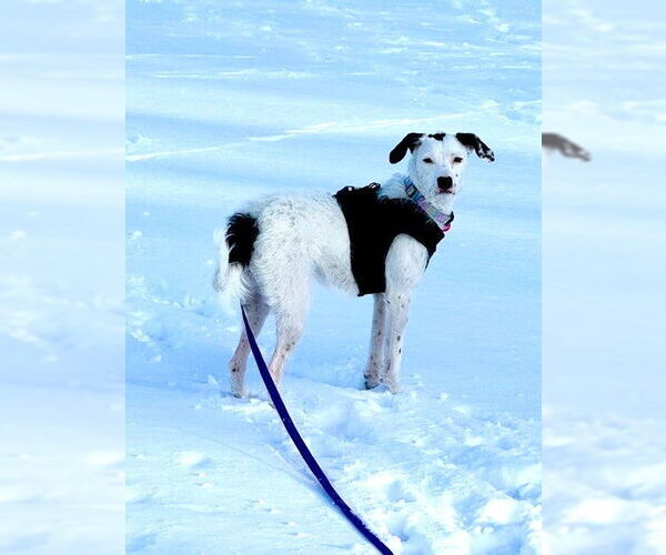 Medium Photo #1 American Pit Bull Terrier-Poodle (Standard) Mix Puppy For Sale in St. Louis Park, MN, USA