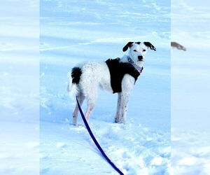 American Pit Bull Terrier-Poodle (Standard) Mix Dogs for adoption in St. Louis Park, MN, USA