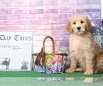 Small Photo #4 Goldendoodle Puppy For Sale in BEL AIR, MD, USA