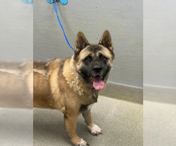 Medium Photo #1 Akita-Unknown Mix Puppy For Sale in Las Vegas, NV, USA