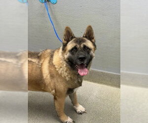 Akita-Unknown Mix Dogs for adoption in Las Vegas, NV, USA