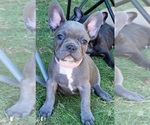 Puppy 10 French Bulldog