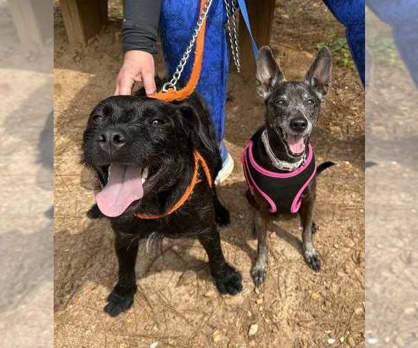 Medium Photo #9 Mutt Puppy For Sale in Kennesaw, GA, USA
