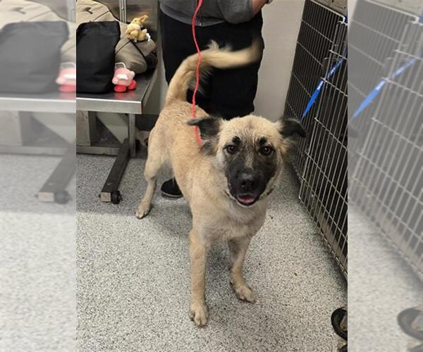 Medium Photo #1 German Shepherd Dog-Unknown Mix Puppy For Sale in Houston, TX, USA