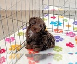 Small #7 Cockapoo (Toy)-Poodle (Toy) Mix