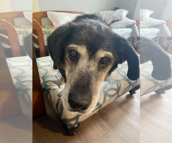 Medium Photo #2 Mutt Puppy For Sale in Plainfield, IL, USA