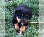 Small Photo #3 Rottweiler Puppy For Sale in VONORE, TN, USA