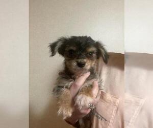 YorkiePoo Puppy for Sale in MCMINNVILLE, Tennessee USA