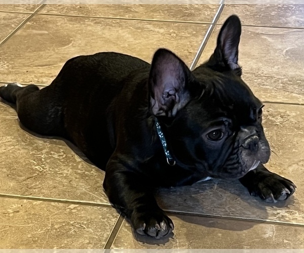 Medium Photo #8 French Bulldog Puppy For Sale in BOLIVAR, MO, USA
