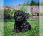 Image preview for Ad Listing. Nickname: Rocky