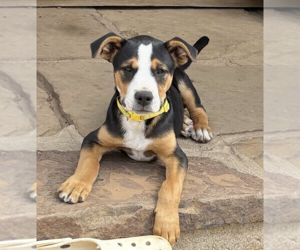 Medium Photo #5 Australian Shepherd-Unknown Mix Puppy For Sale in OKLAHOMA CITY, OK, USA