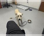 Small Labrador Retriever Mix