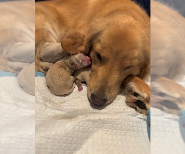 Medium Photo #2 Golden Retriever Puppy For Sale in CLOVERDALE, CA, USA
