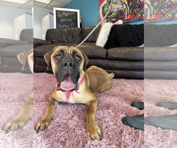 Medium Photo #4 Mutt Puppy For Sale in Goodyear, AZ, USA