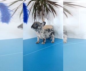 French Bulldog Puppy for sale in CUMMING, GA, USA