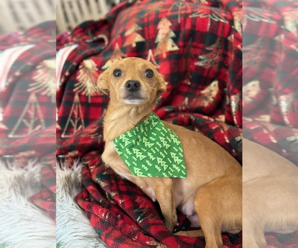 Medium Photo #3 Chihuahua-Unknown Mix Puppy For Sale in Holly Springs, NC, USA