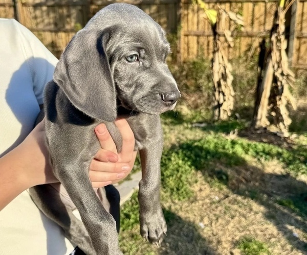 Medium Photo #1 Weimaraner Puppy For Sale in FLEMING ISLAND, FL, USA