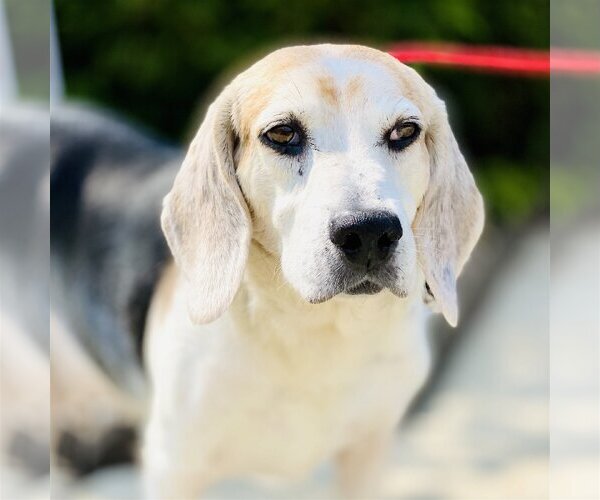 Medium Photo #9 Beagle-Unknown Mix Puppy For Sale in Fairfax, VA, USA