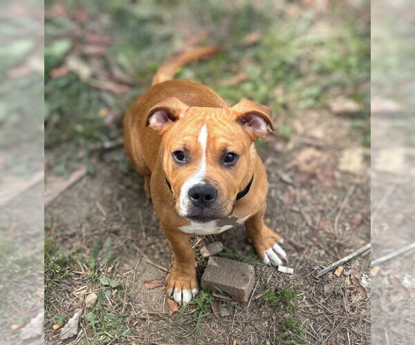 Medium Photo #1 American Staffordshire Terrier-Unknown Mix Puppy For Sale in Holly Springs, NC, USA