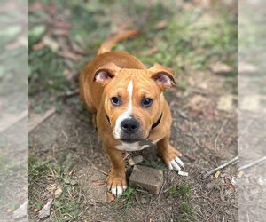 American Staffordshire Terrier-Unknown Mix Dogs for adoption in Holly Springs, NC, USA