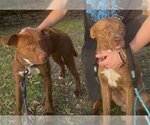 Small Photo #4 Unknown-Vizsla Mix Puppy For Sale in Rockdale, TX, USA