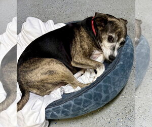 Sweet Adorable Amy - Female Italian Greyhound Dog for Adoption - Photo #3