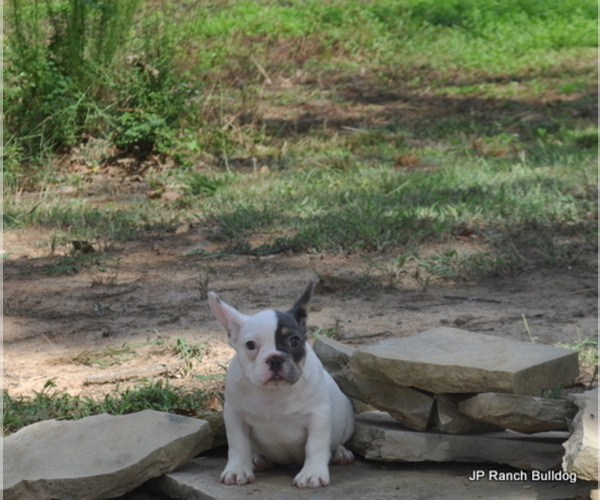 Medium Photo #15 French Bulldog Puppy For Sale in ROYSE CITY, TX, USA