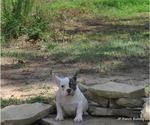 Small Photo #15 French Bulldog Puppy For Sale in ROYSE CITY, TX, USA