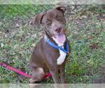 Small #1 American Staffordshire Terrier-Labrador Retriever Mix