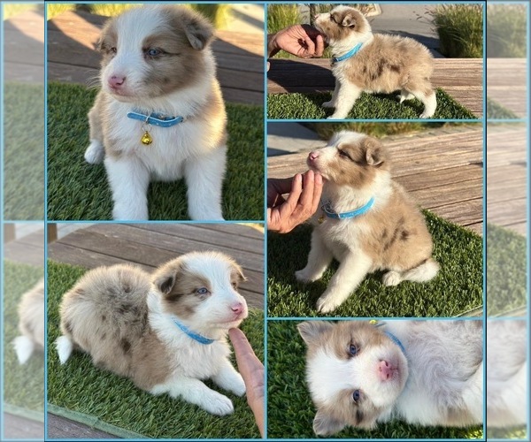 Medium Photo #1 Border Collie Puppy For Sale in NEWPORT BEACH, CA, USA