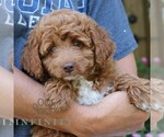 Small #2 Goldendoodle (Miniature)