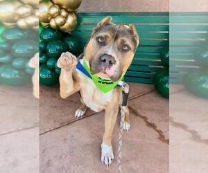 Mutt Dogs for adoption in Santa Barbara, CA, USA