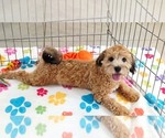 Rex - Male Havapoo Puppy for Sale - Photo #7
