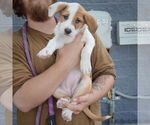 Small #2 Mutt