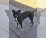Small #1 American Pit Bull Terrier Mix