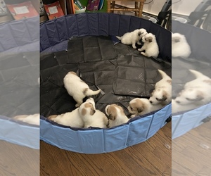 Great Pyrenees Puppy for sale in GRANVILLE, MA, USA