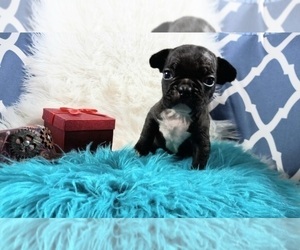 French Bulldog Puppy for sale in CARTHAGE, TX, USA