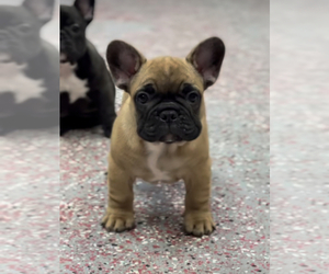 French Bulldog Puppy for Sale in NEW ORLEANS, Louisiana USA